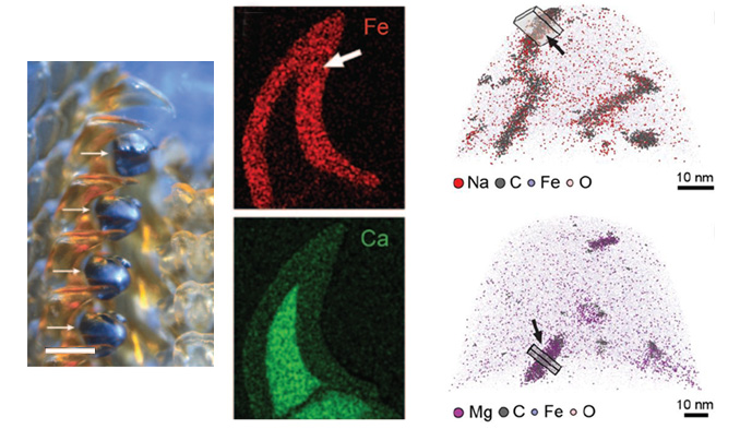 Atom Probe Tomography of Chiton Tooth Biominerals
