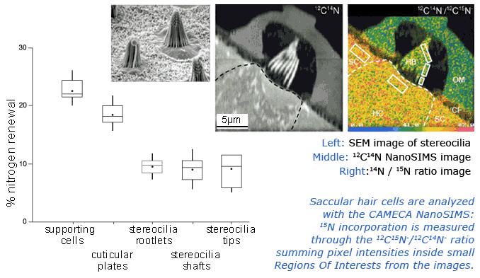 NanoSIMS analysis of protein turnover in cochlea hair cell 