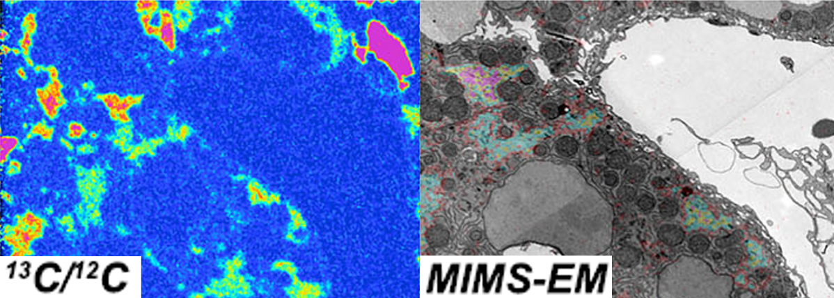 Novo artigo científico